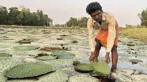 makhana cultivation